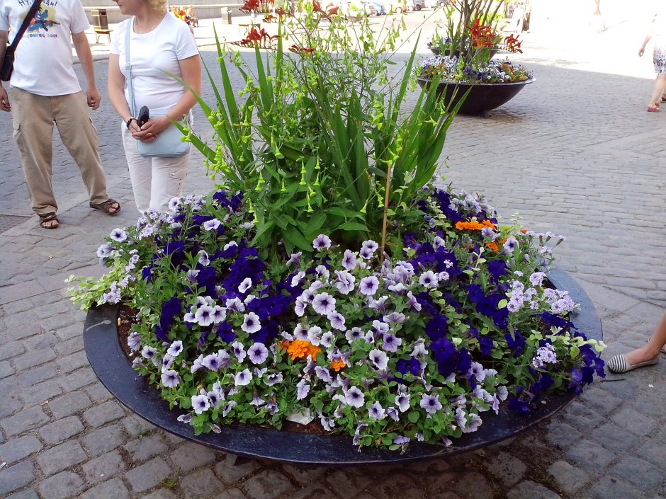 Клумбы вазоны с однолетниками