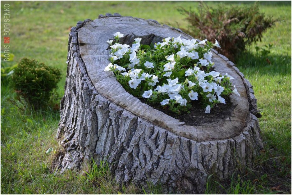 Оригинальные цветники