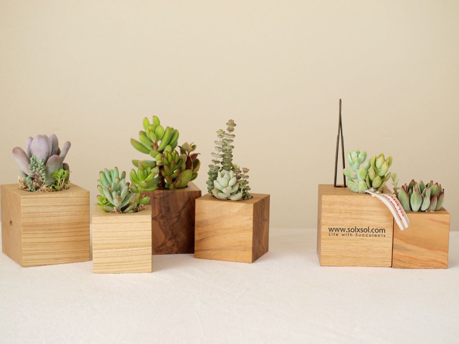 Деревья в кадках