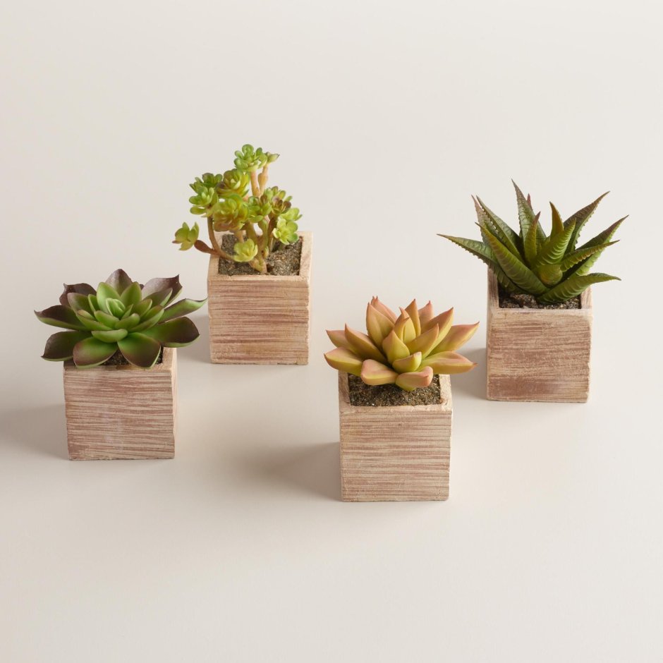 Кашпо из дерева для суккулентов