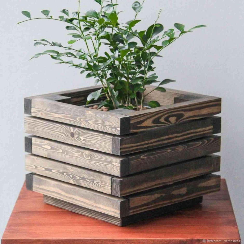 Кактусы в интерьере