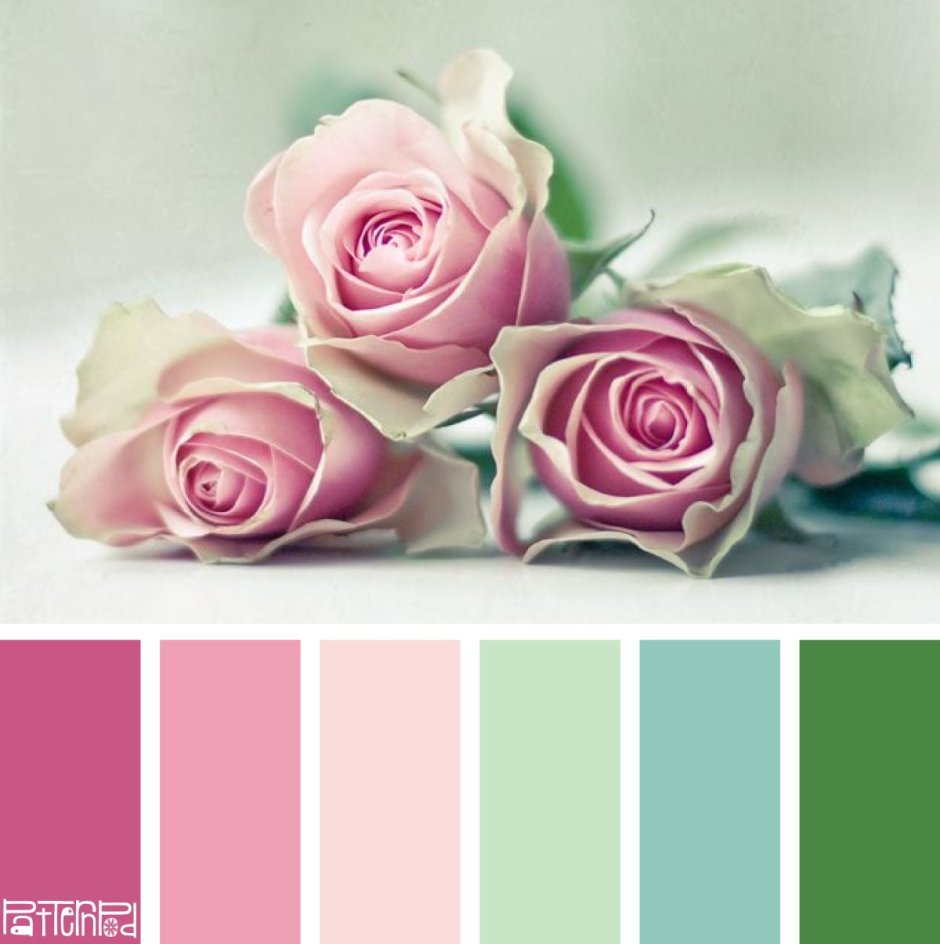 Палитра сочетания цветов розовый
