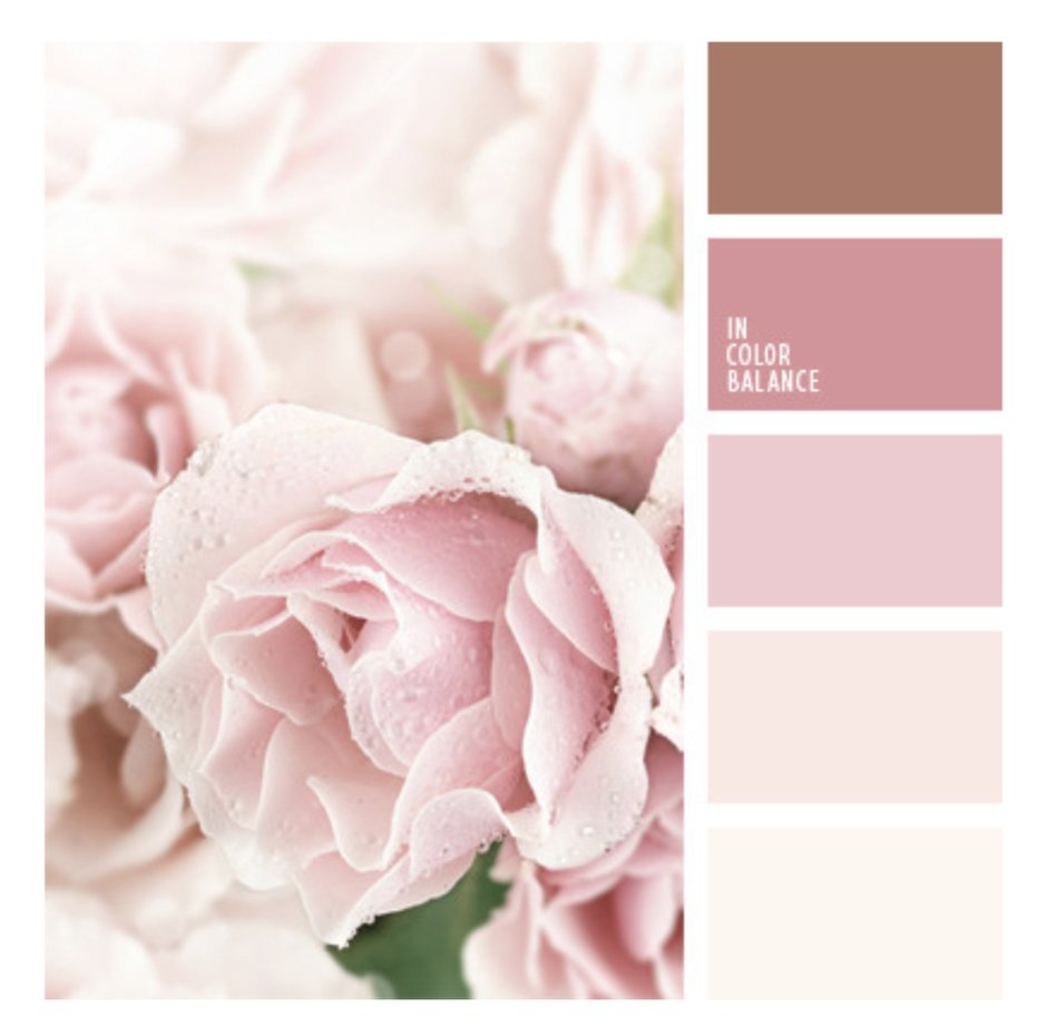 Цвет пыльной розы Смик