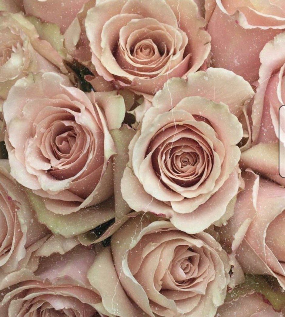 Пастельный розовый