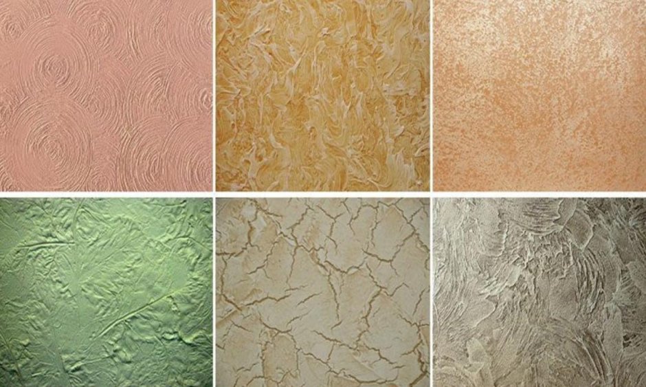 Короед венецианка