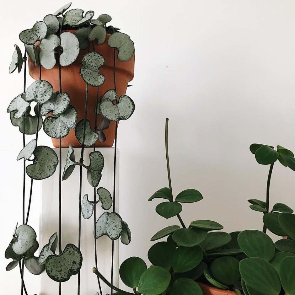 Церопегия Сильвер