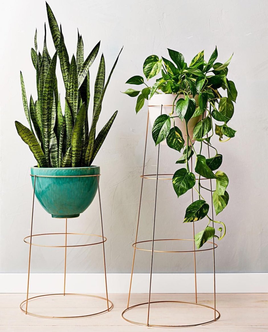 Как подвязать цветок в горшке