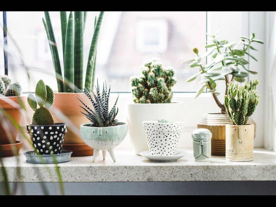 Комнатные растения в горшках