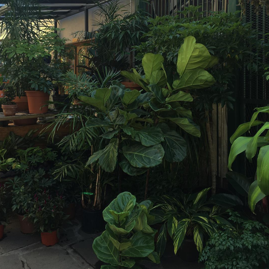 Кактусовые комнатные растения Суккуленты