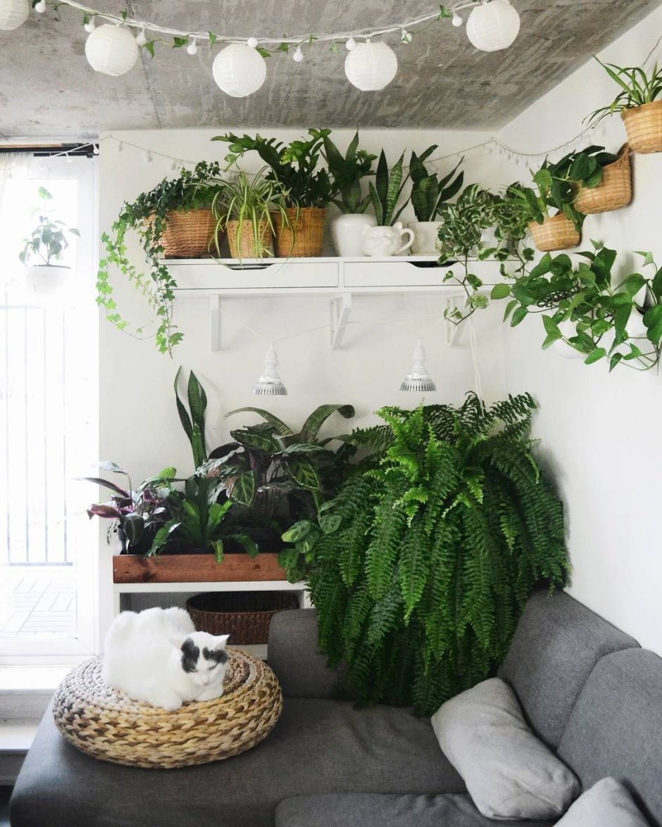 Розеточные растения в интерьере