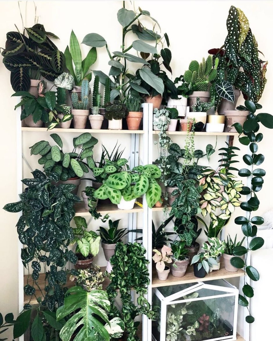 Растения Минимализм