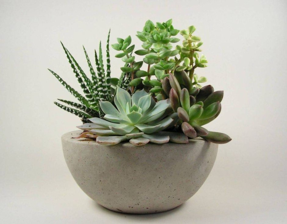 Растения Эстетика