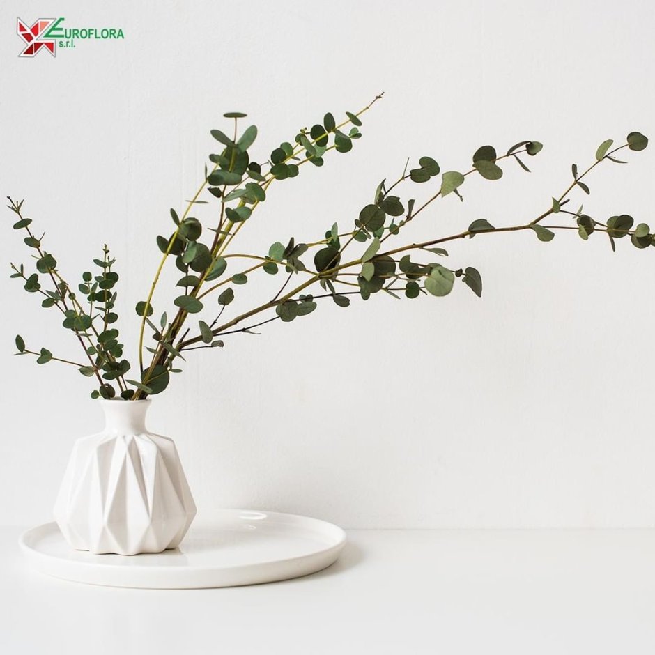 Зайцехвост лагурус