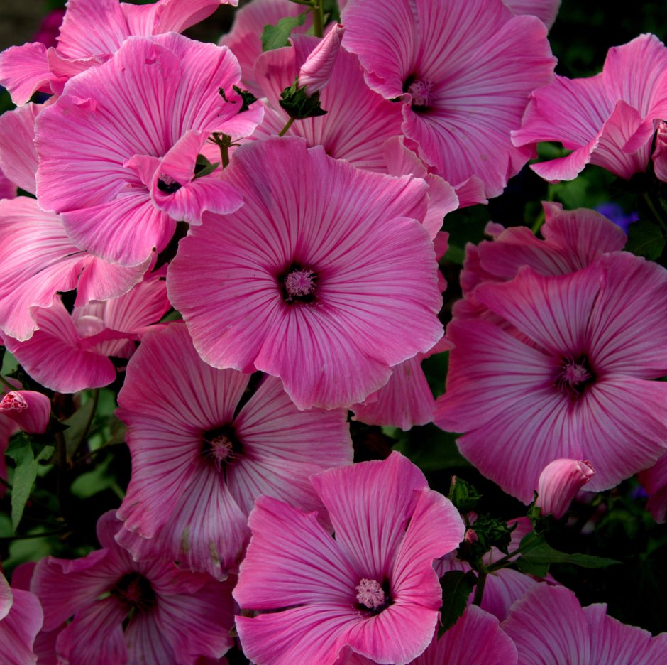 Лаватера хатьма