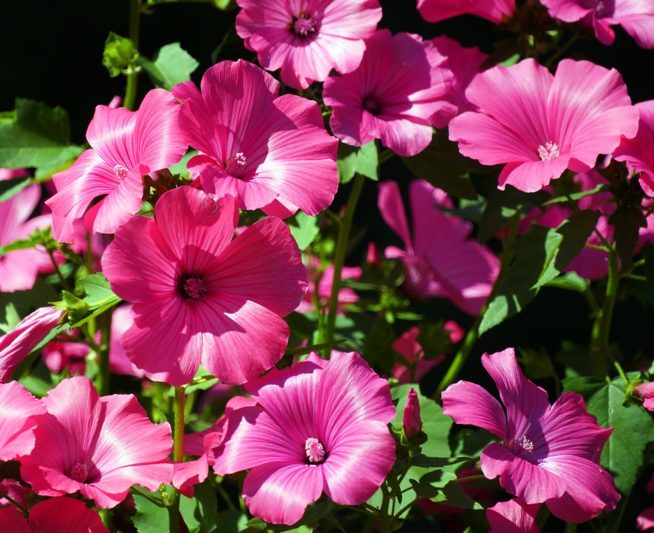 Лаватера хатьма