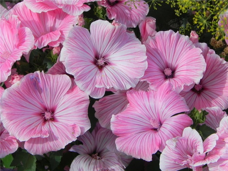 Лаватера розовая магия