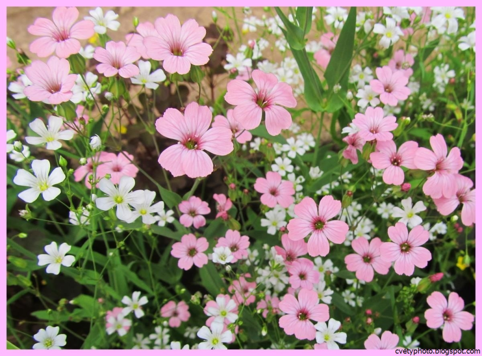 Гипсофила ползучая розовая