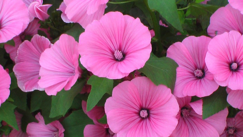 Лаватера Лавлайнс