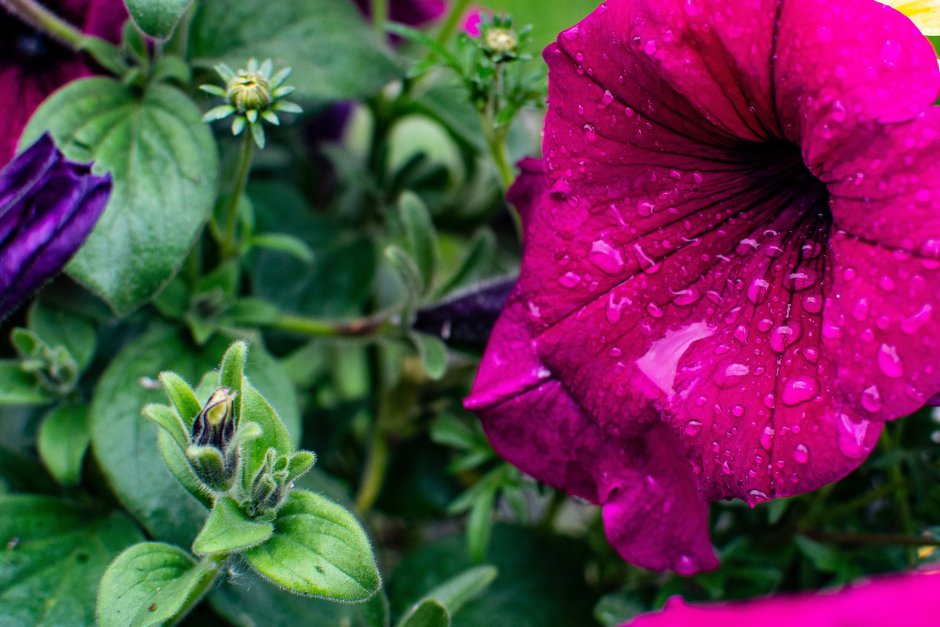 Розовая Вербена с белым глазком