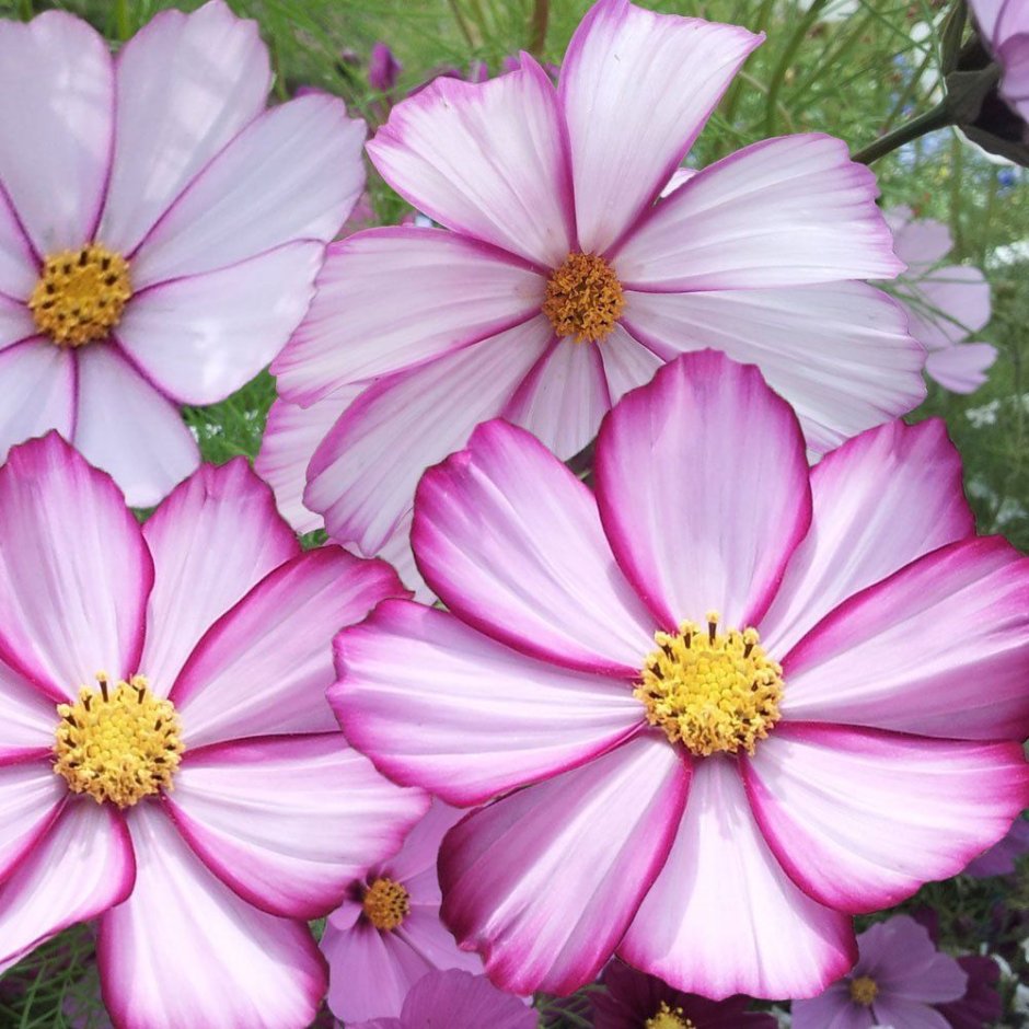 Космея bipinnatus