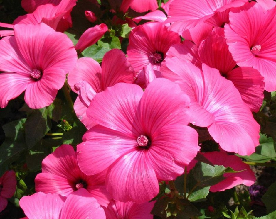 Лаватера Сильвер кап