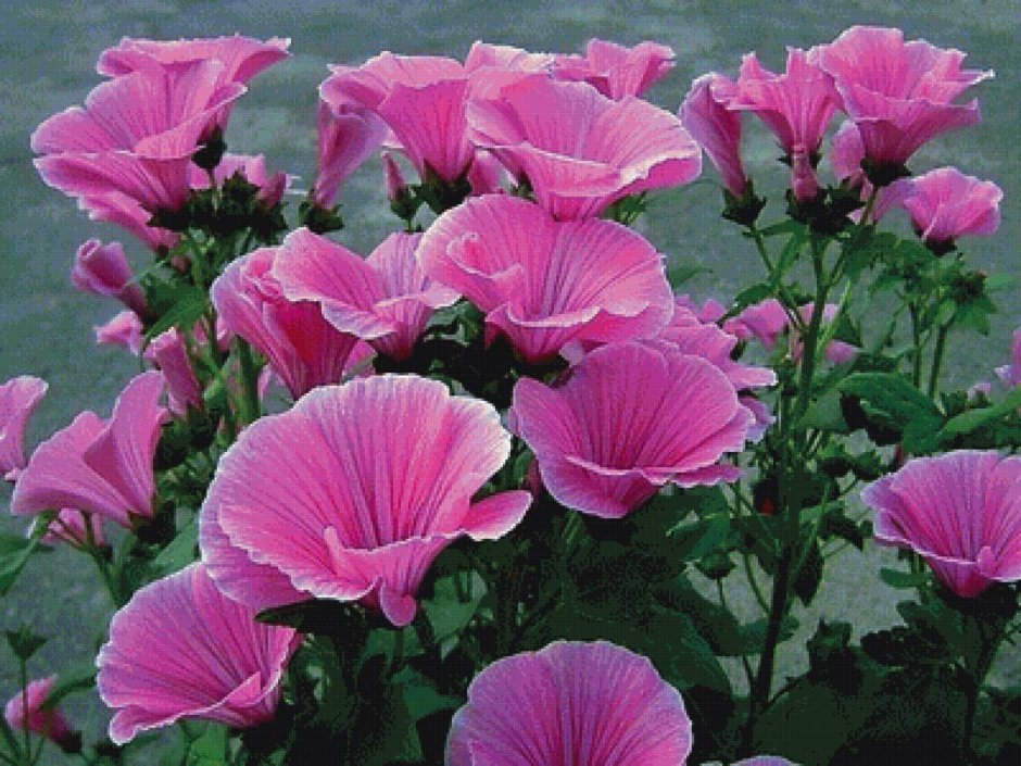 Вербена Cherry Blossom