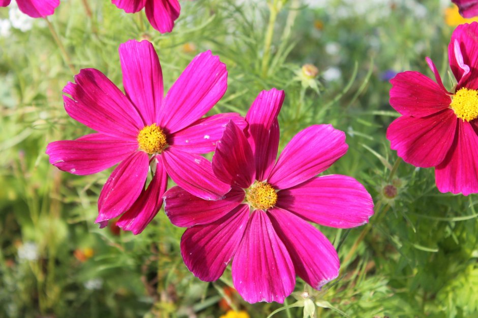 Африкан Парпл сухоцвет