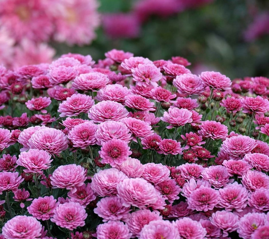 Калибрахоа Hula Amethyst