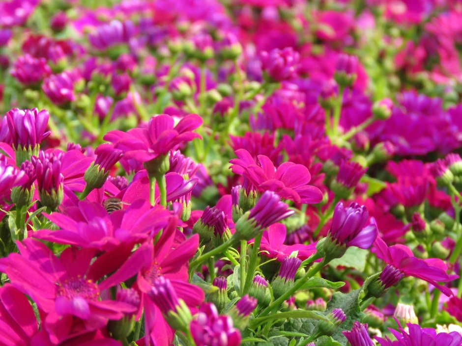 Розовые цветы