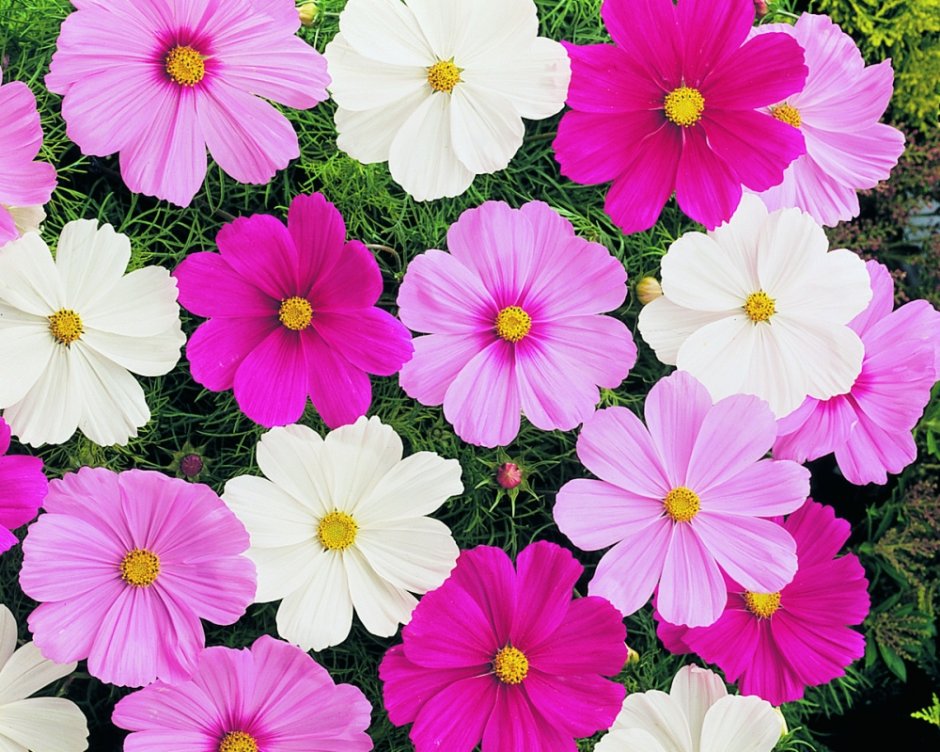 Петуния Electric Purple Sky