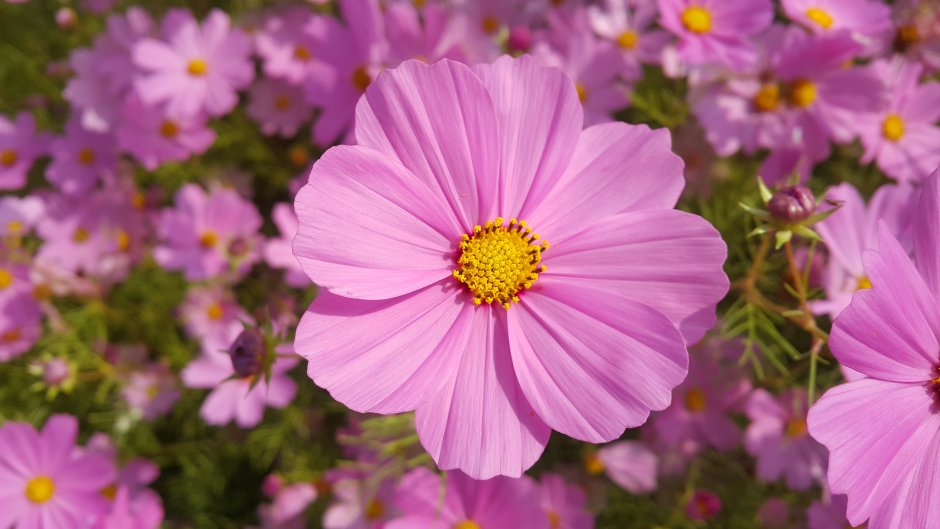 Цветы розовые однолетки