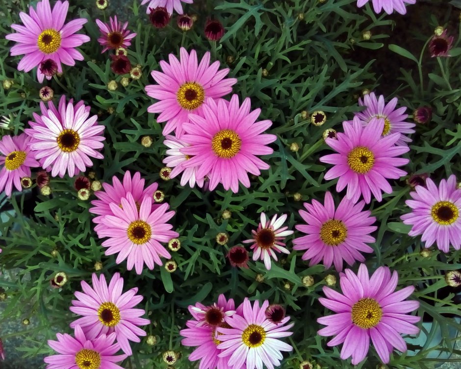 Остеоспермум (Osteospermum)