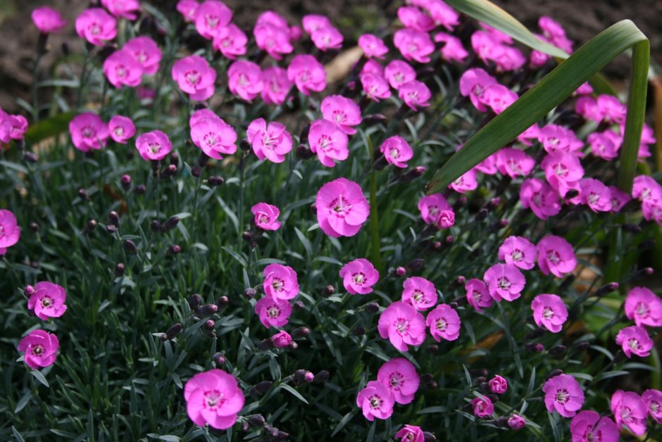 Ярко розовый в природе