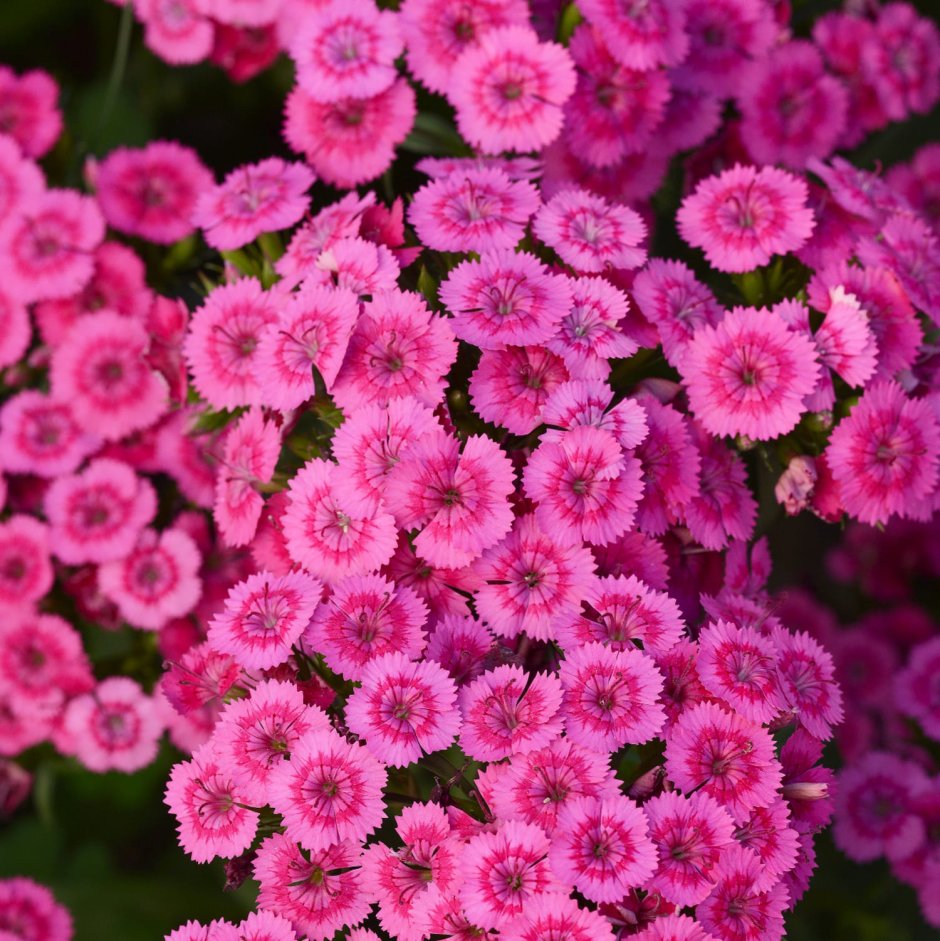 Dianthus Arabella Purple