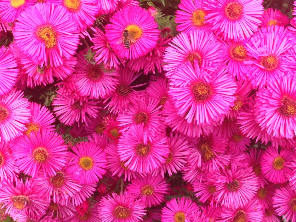 Калибрахоа розовая