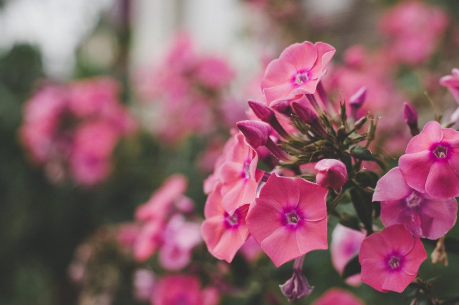 Цветы садовые однолетние