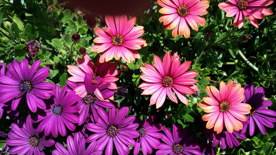 Цветение роста Таун видео