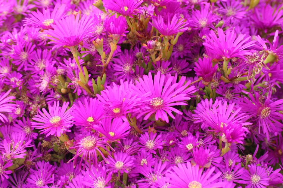 Dianthus interspecific