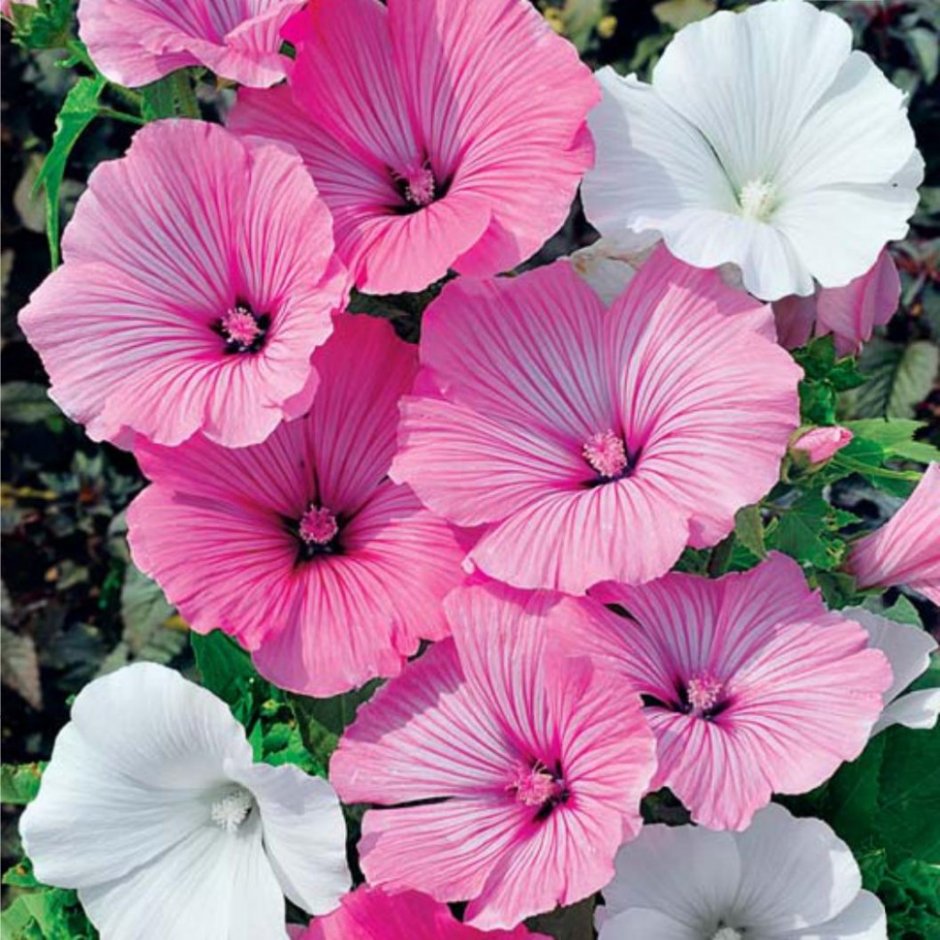 Снежник однолетник