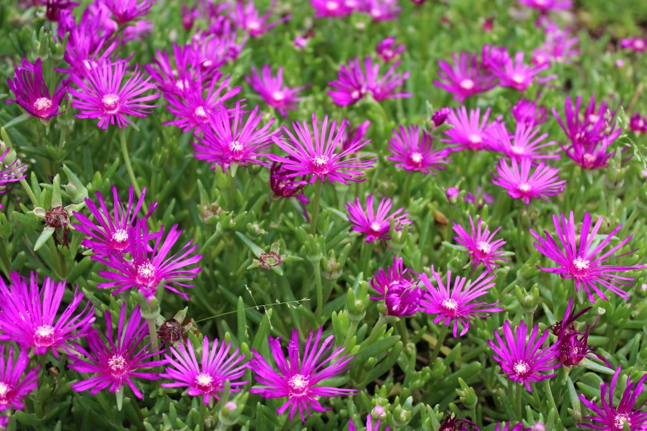 Aster Novae-angliae