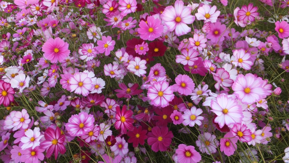 Красивые однолетники