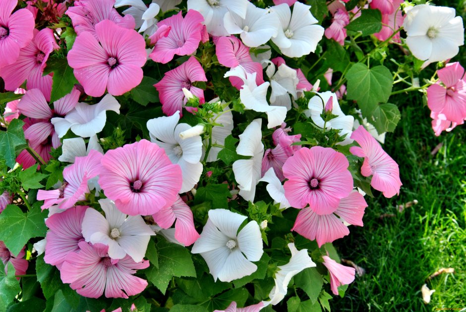 Супертуния Лавендер Уайт