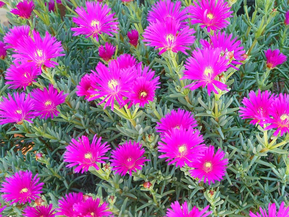 Космея Пикоти