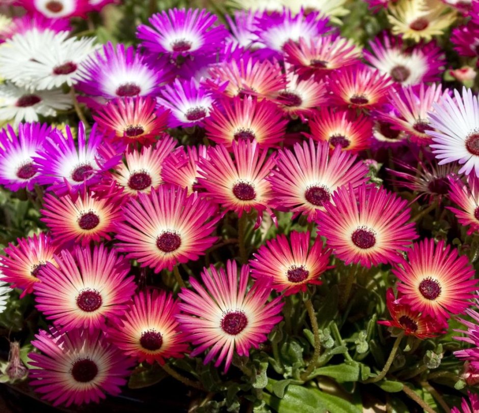 Хризантема розовая Маргаритка