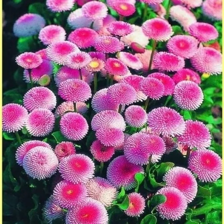 Остеоспермум многолетник