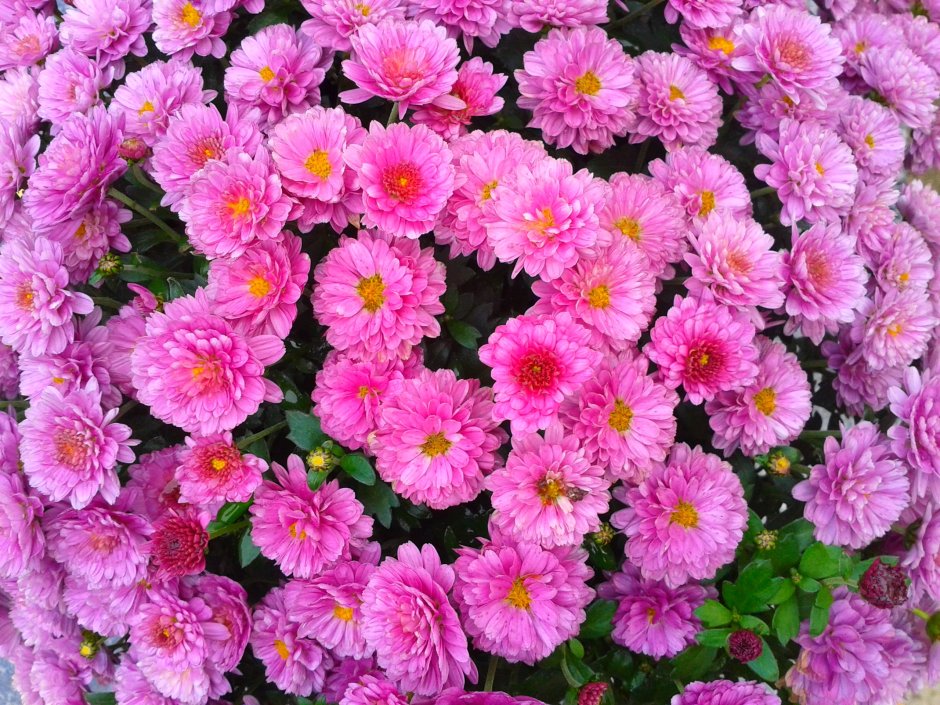 Маргаритка Тассо микс