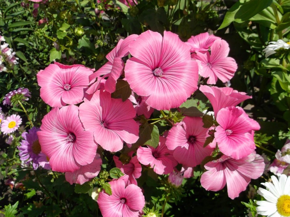 Вербена Verbena Lanai Purple Star