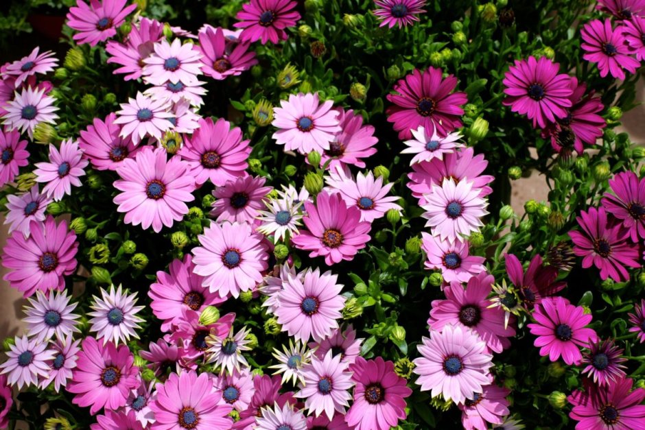 Хризантема мультифлора первоклассница