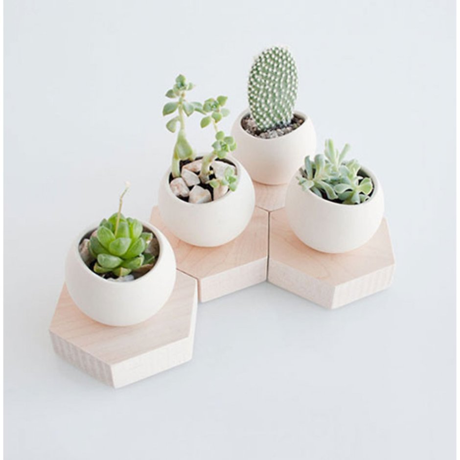 Кактус в белом горшке