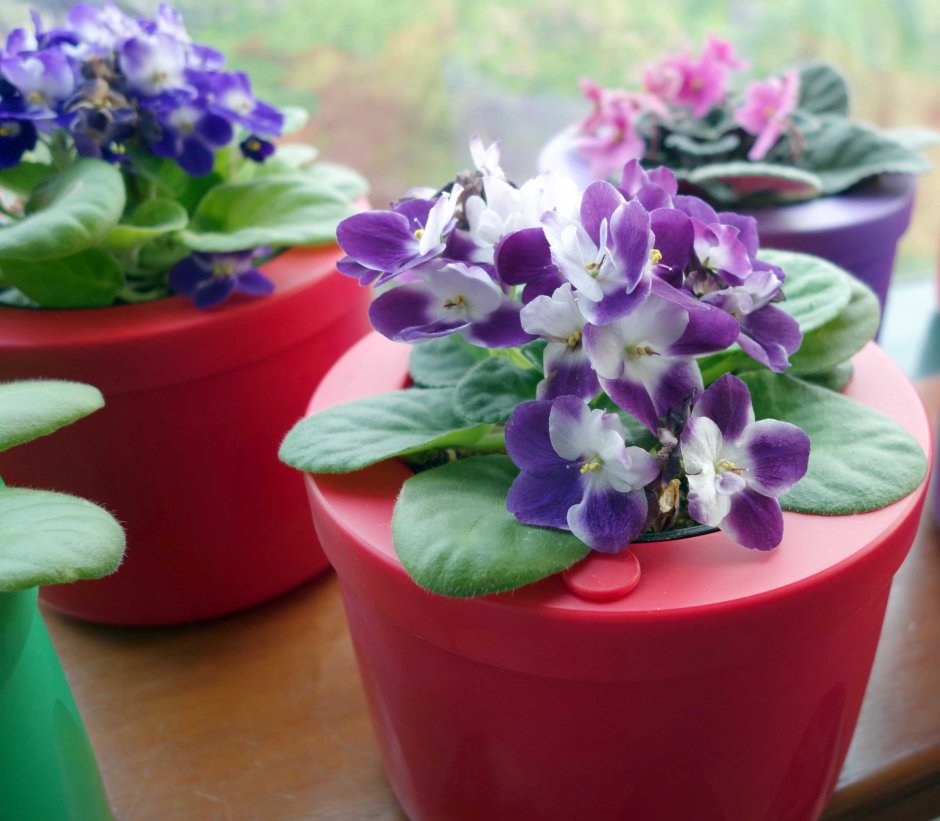 Композиции из комнатных растений